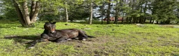 Allround hästar till salu: Love Fashion - Annons 5
