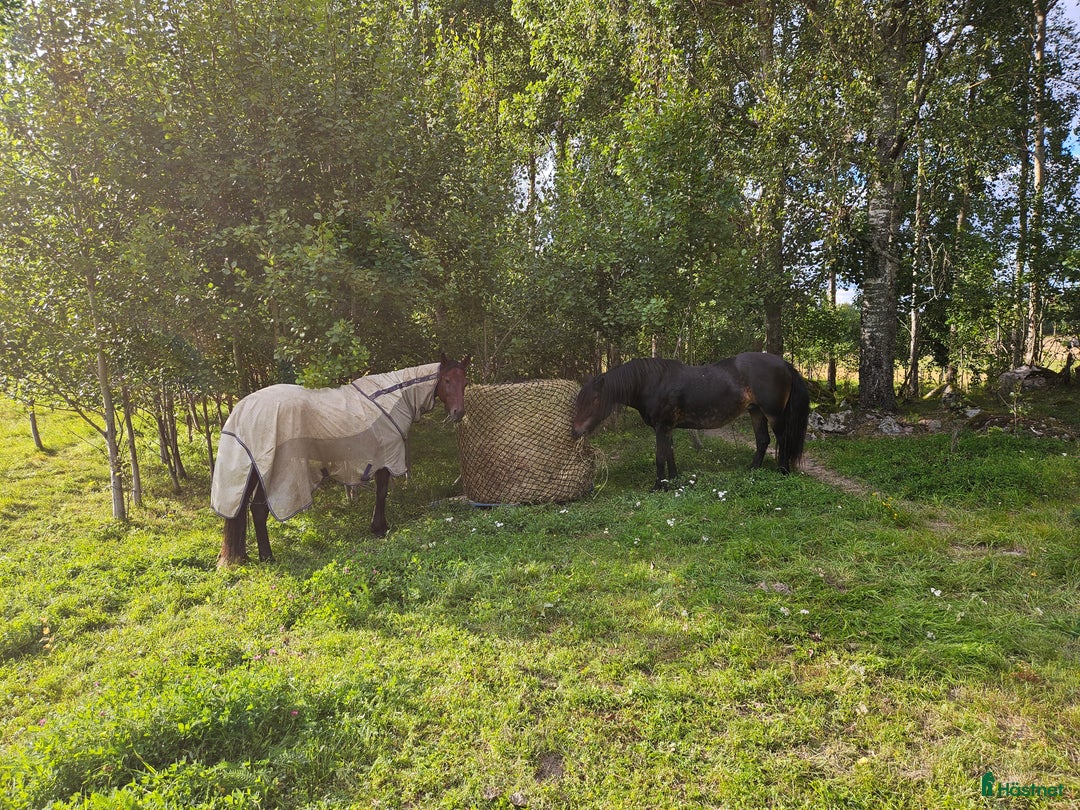  stallplats finnes: Lösdrift med egen box i Ärla - Annons 5