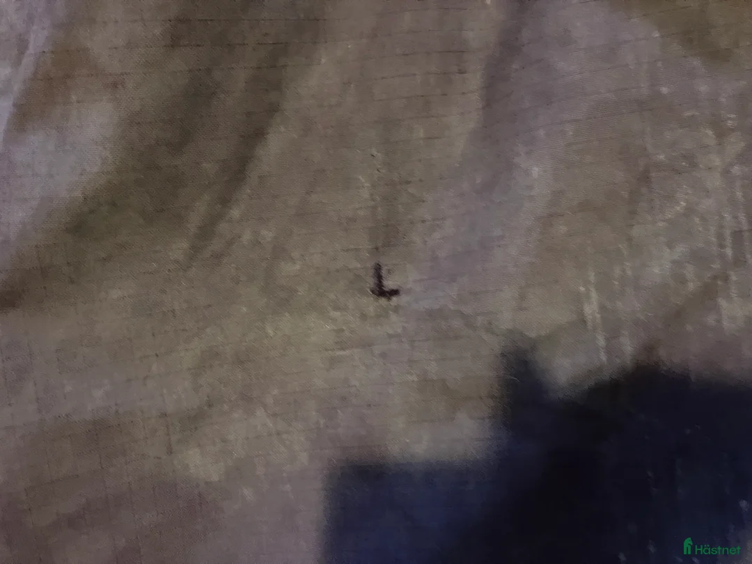 Täcken hästutrustning till salu: Amigo Horseware - Annons 2