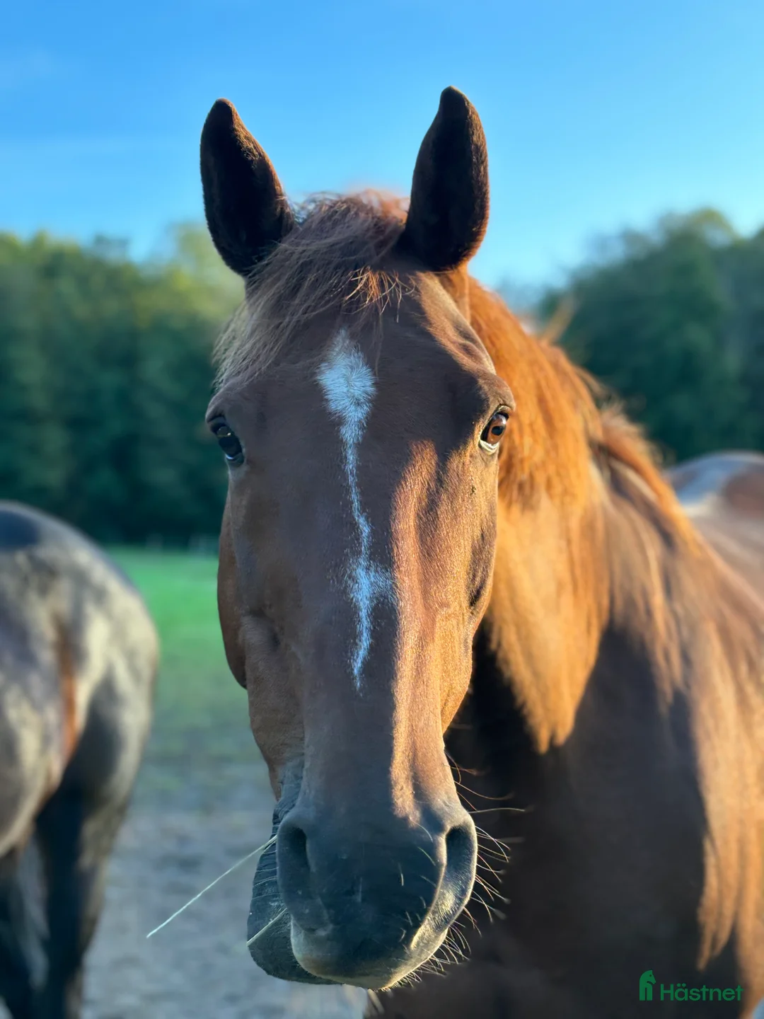 Sällskap hästar till salu: Trevlig valack i Ytterby - Annons 1