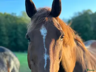 hästar Trevlig valack i Ytterby - Annons 5