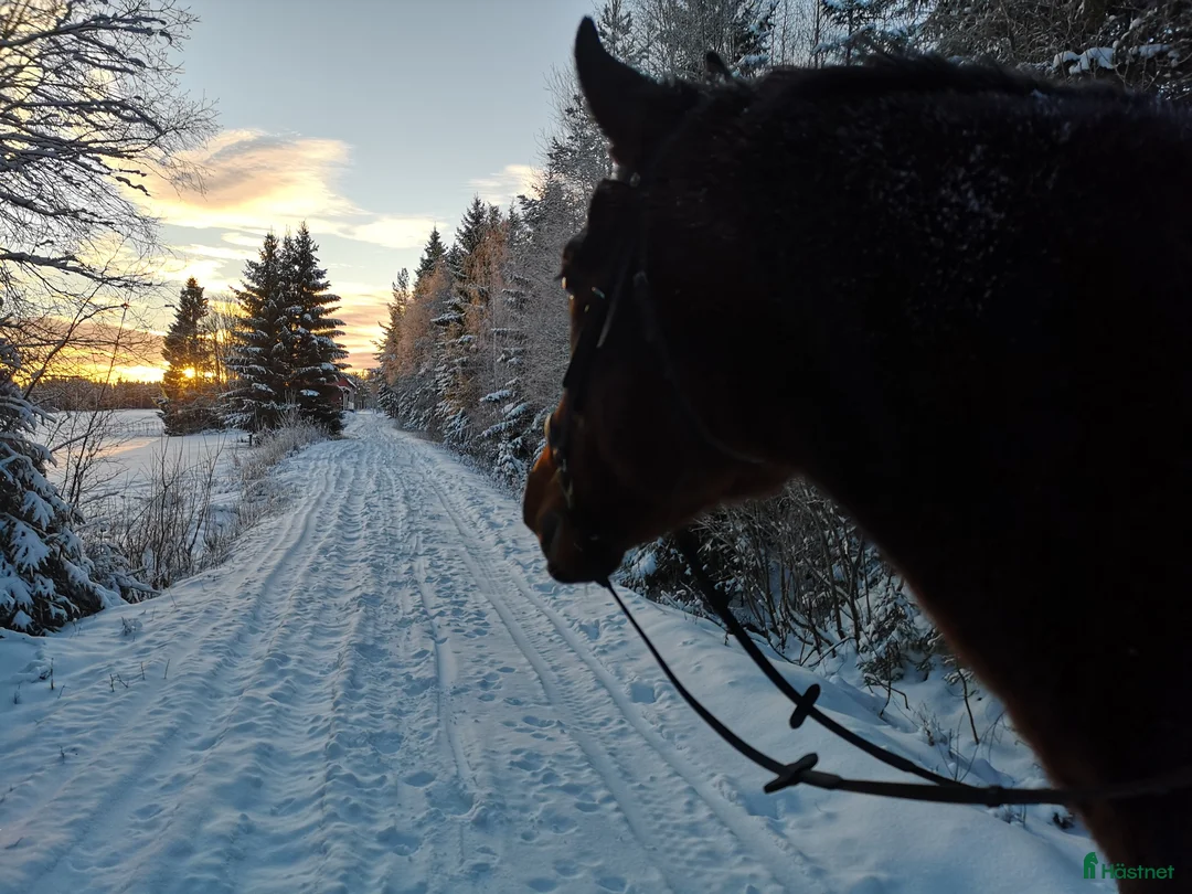  stallplats finnes: Lösdrifts plats umeå - Annons 2