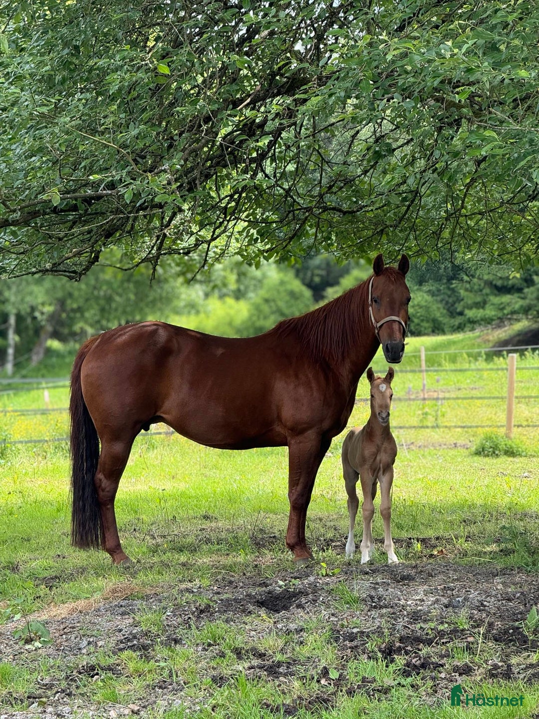 Western hästar till salu: Drömhästen  i Bredared - Annons 7