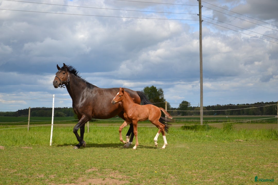 Dressyr hästar till salu: Lovande dressyrföl e. Söbakkehus First Mover i Blentarp - Annons 3