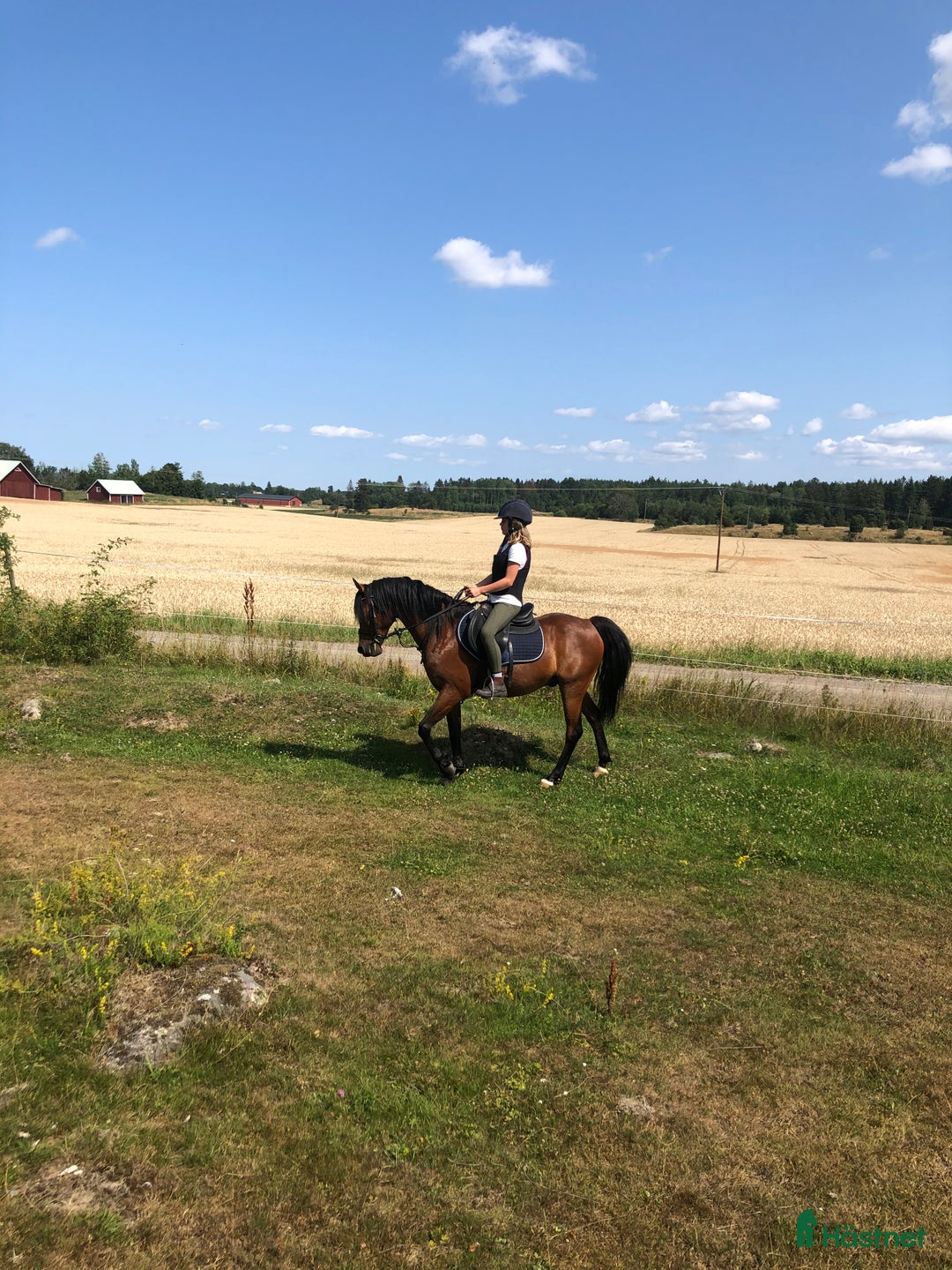  medryttarhäst finnes: Medryttare/hjälpare till c- och a-ponny i Linghem - Annons 2