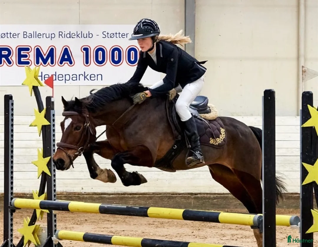 Allround hästar till salu: Mosetoftens Daisy  i Köpenhamn - Annons 1