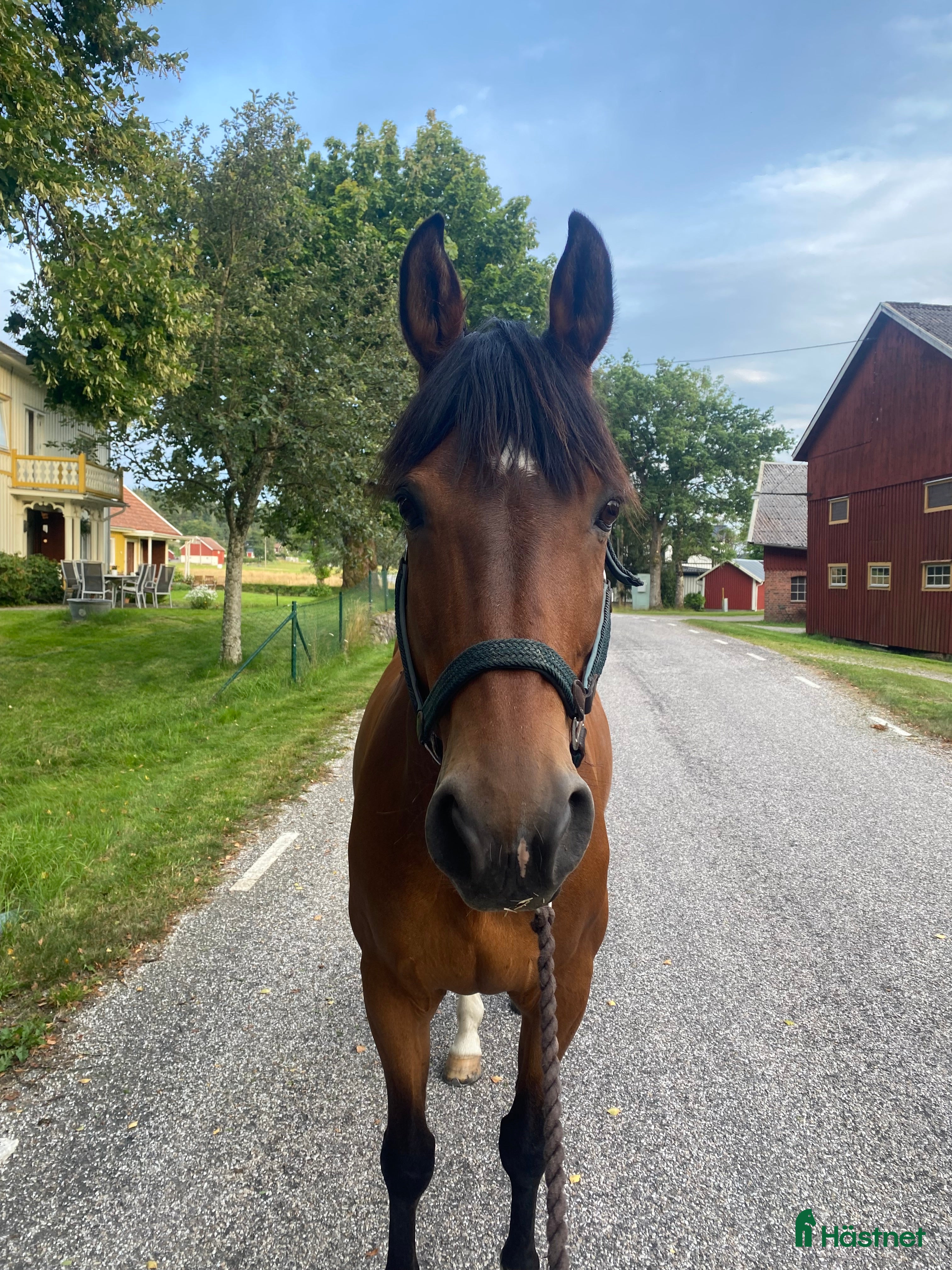  foderhäst Mycket snäll valack utlånas till sällskap i Lödöse - Annons 2