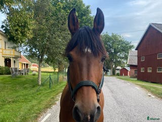 foderhäst Mycket snäll valack utlånas till sällskap i Lödöse - Annons 2