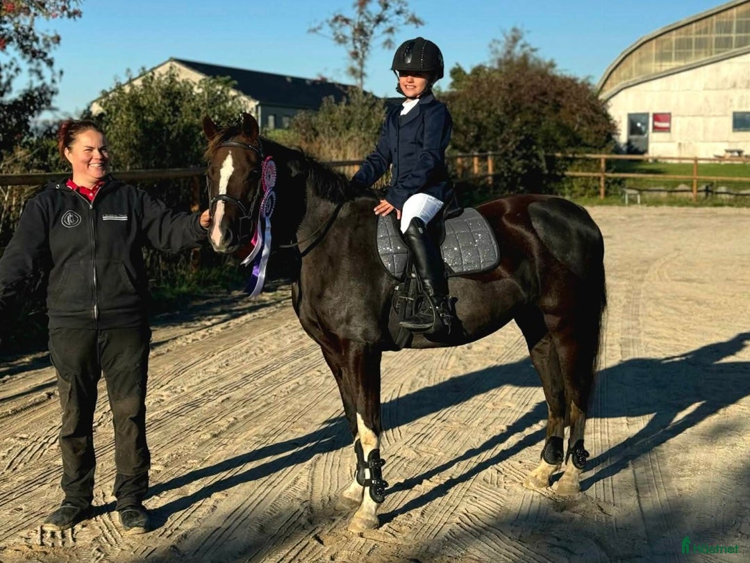 Allround hästar till salu: Den bedste første gangs pony  - Annons 4