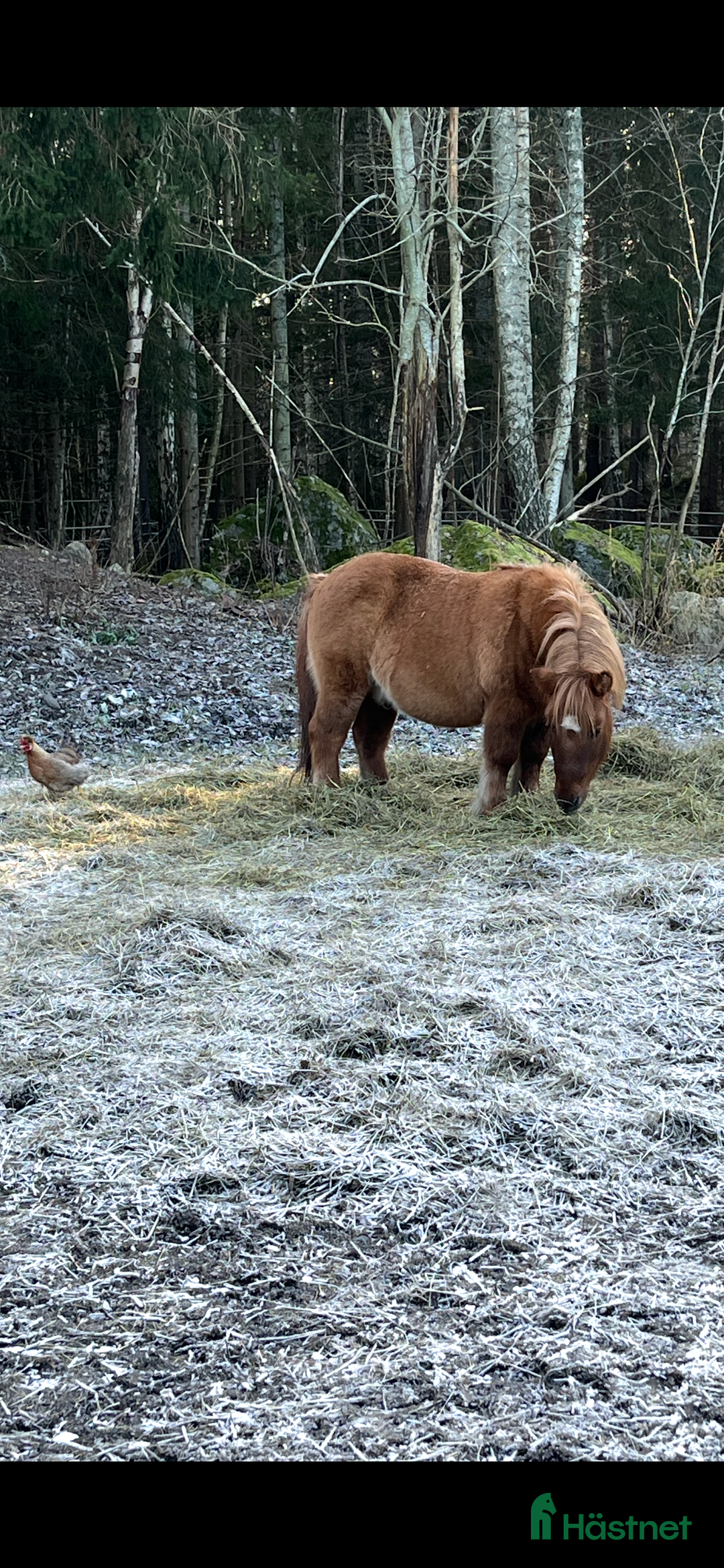 Övrigt hästar till salu: Världens mesta Isor  i Söderhamn - Annons 3