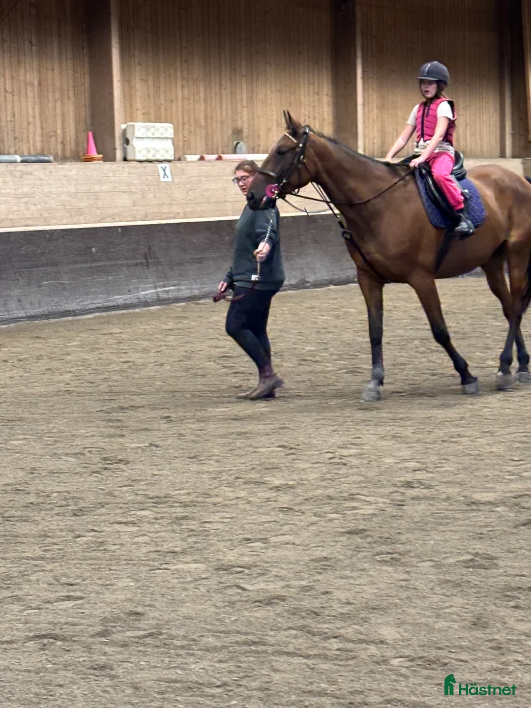 Övrigt hästar till salu: Het varmblodstravare i Hofors - Annons 2