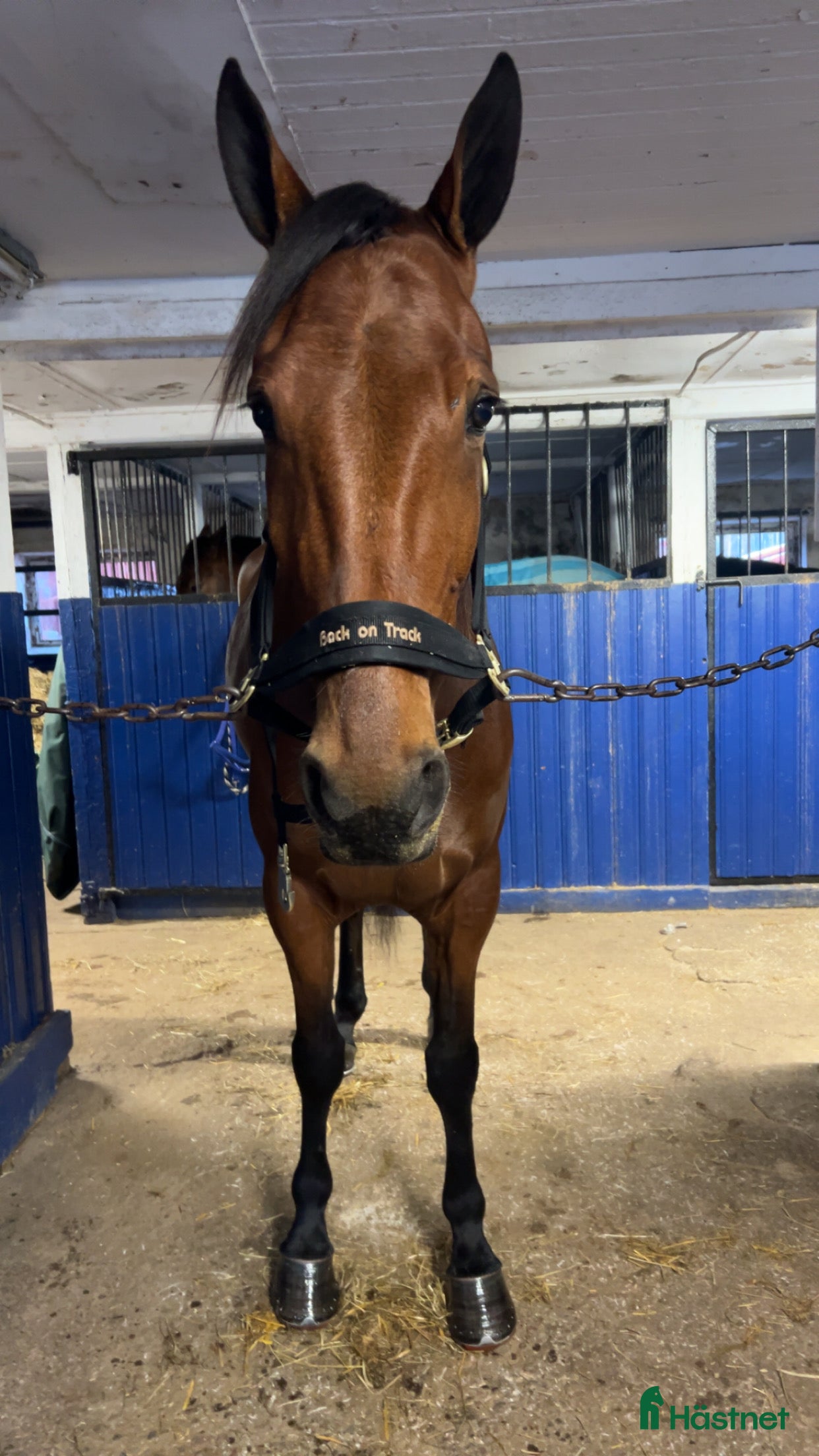  hästar BBS Laphroaig trevlig ridhäst med fin inställning i Borlänge - Annons 2