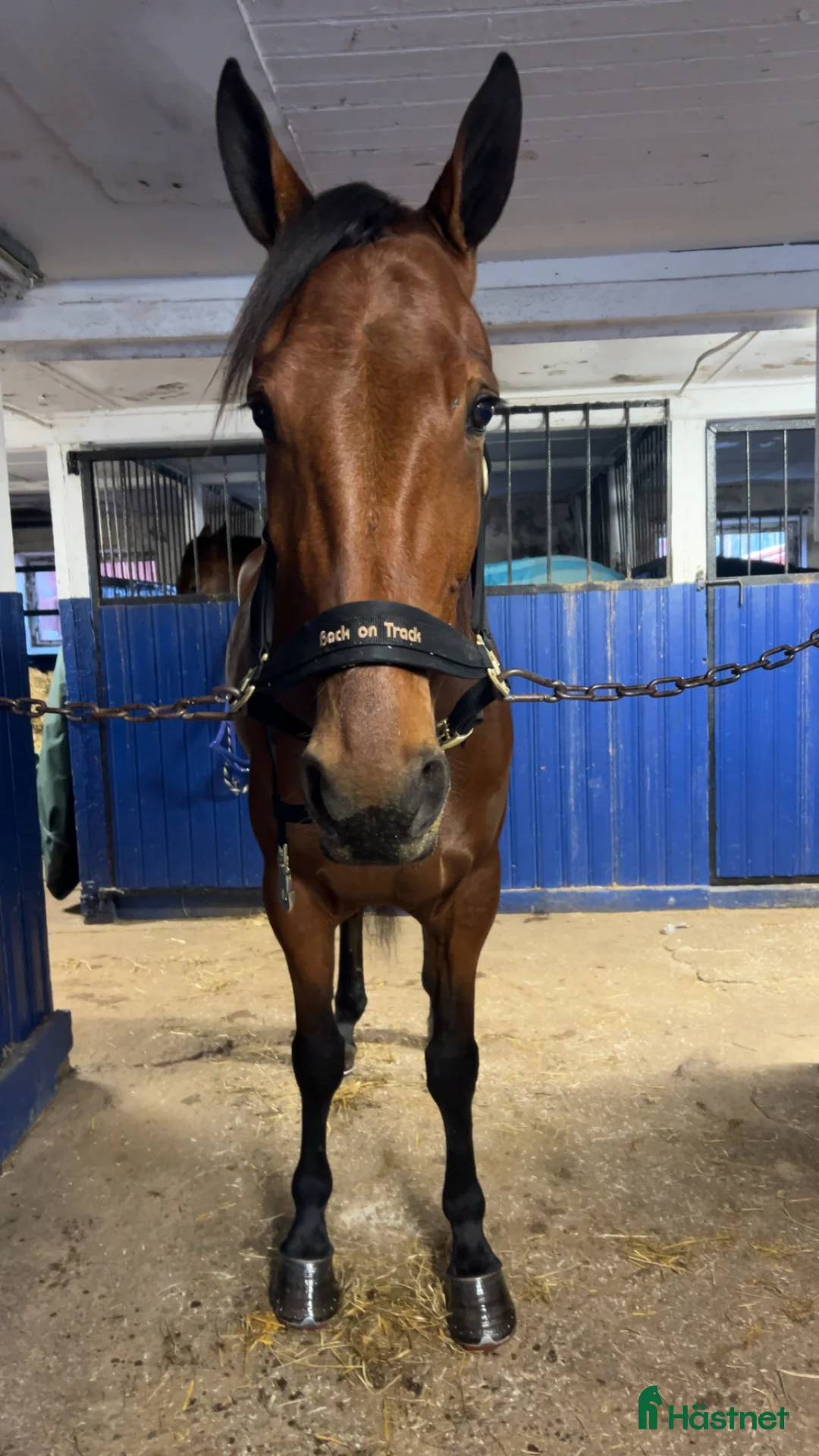 Allround hästar till salu: BBS Laphroaig trevlig ridhäst med fin inställning i Borlänge - Annons 1