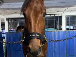 hästar BBS Laphroaig trevlig ridhäst med fin inställning i Borlänge - Annons 2