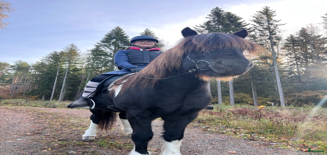 Galleribild {{count}}