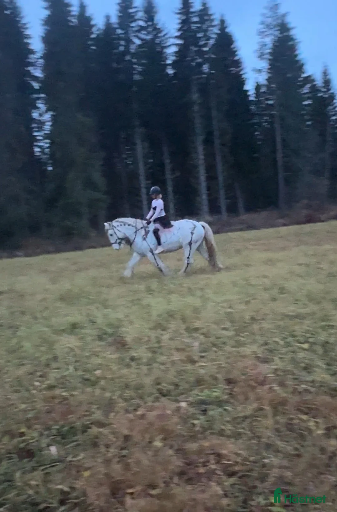 Allround hästar till salu: Vitt prins - Annons 2