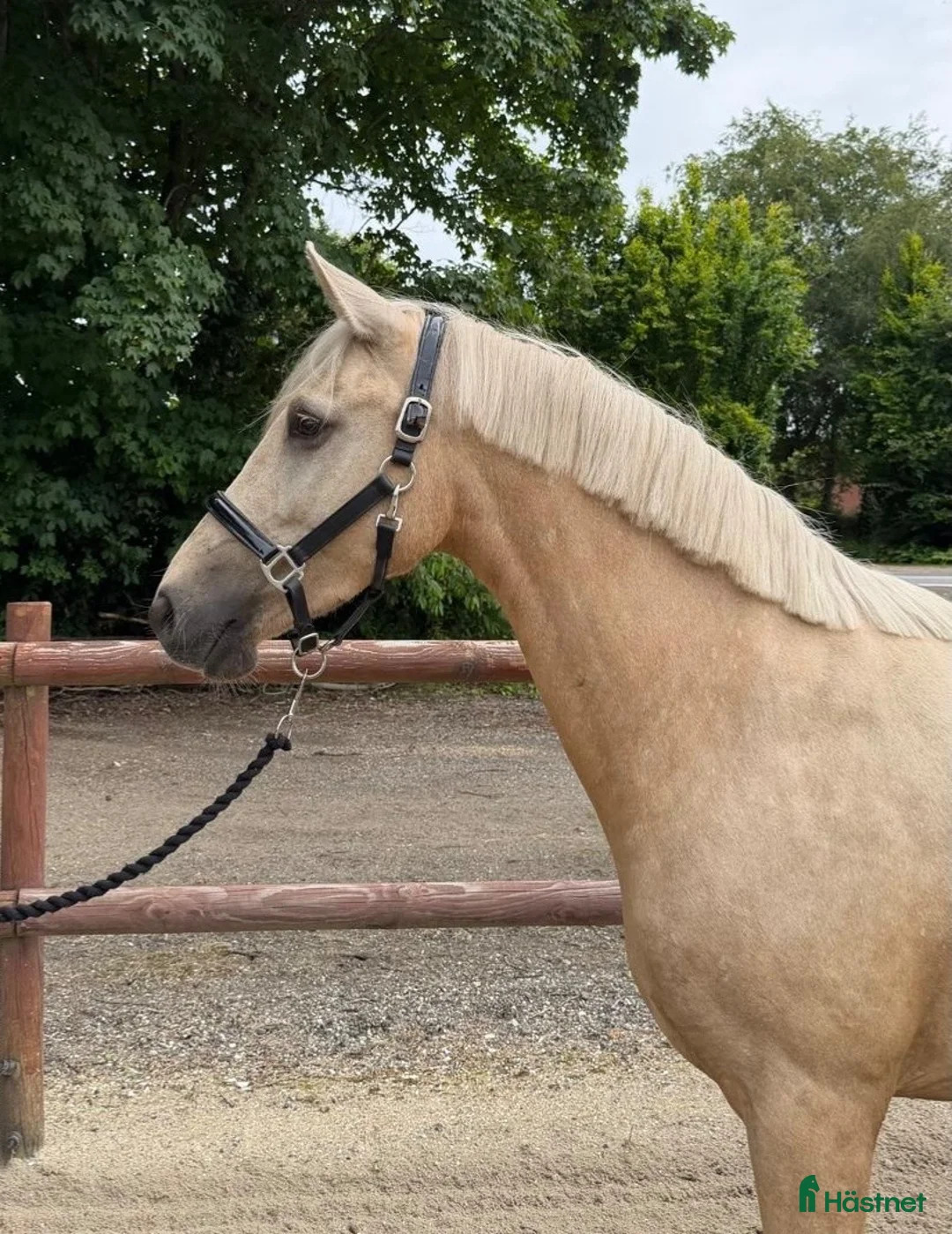 Dressyr hästar till salu: Gudesmuk Guld pony sælges! - Annons 2