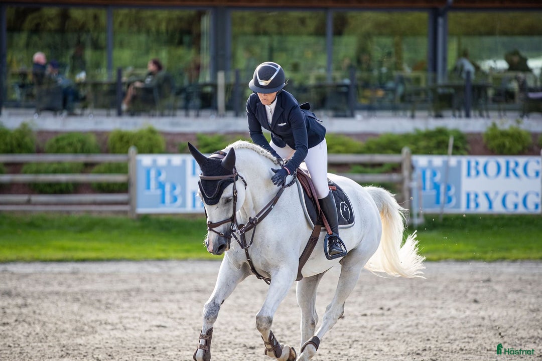 Hoppning hästar till salu: Trevlig hopphäst ! i Nyköping - Annons 3