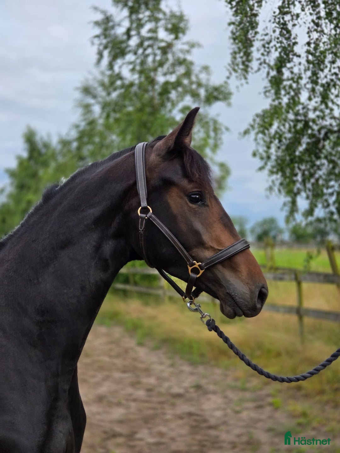 Dressyr hästar till salu: Amy letar det perfekta hemmet i Perstorp - Bild 4