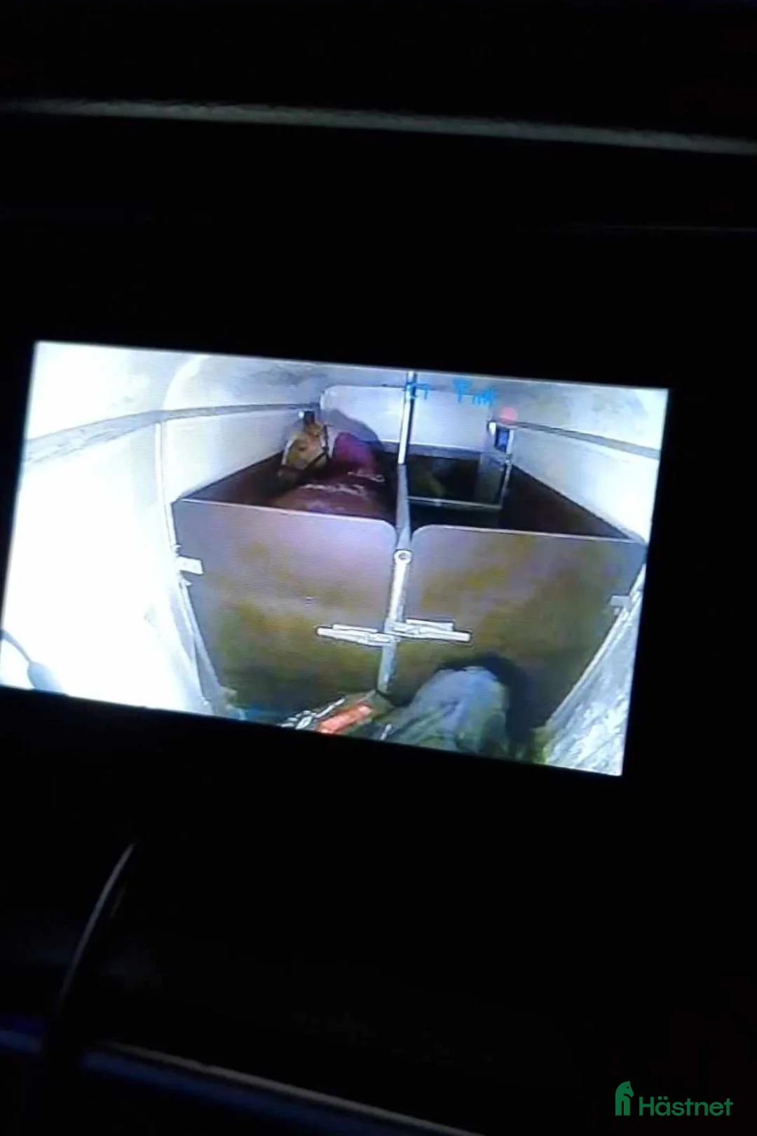 Hästtransporter  fordon & transport till salu: Umesläp - Annons 2