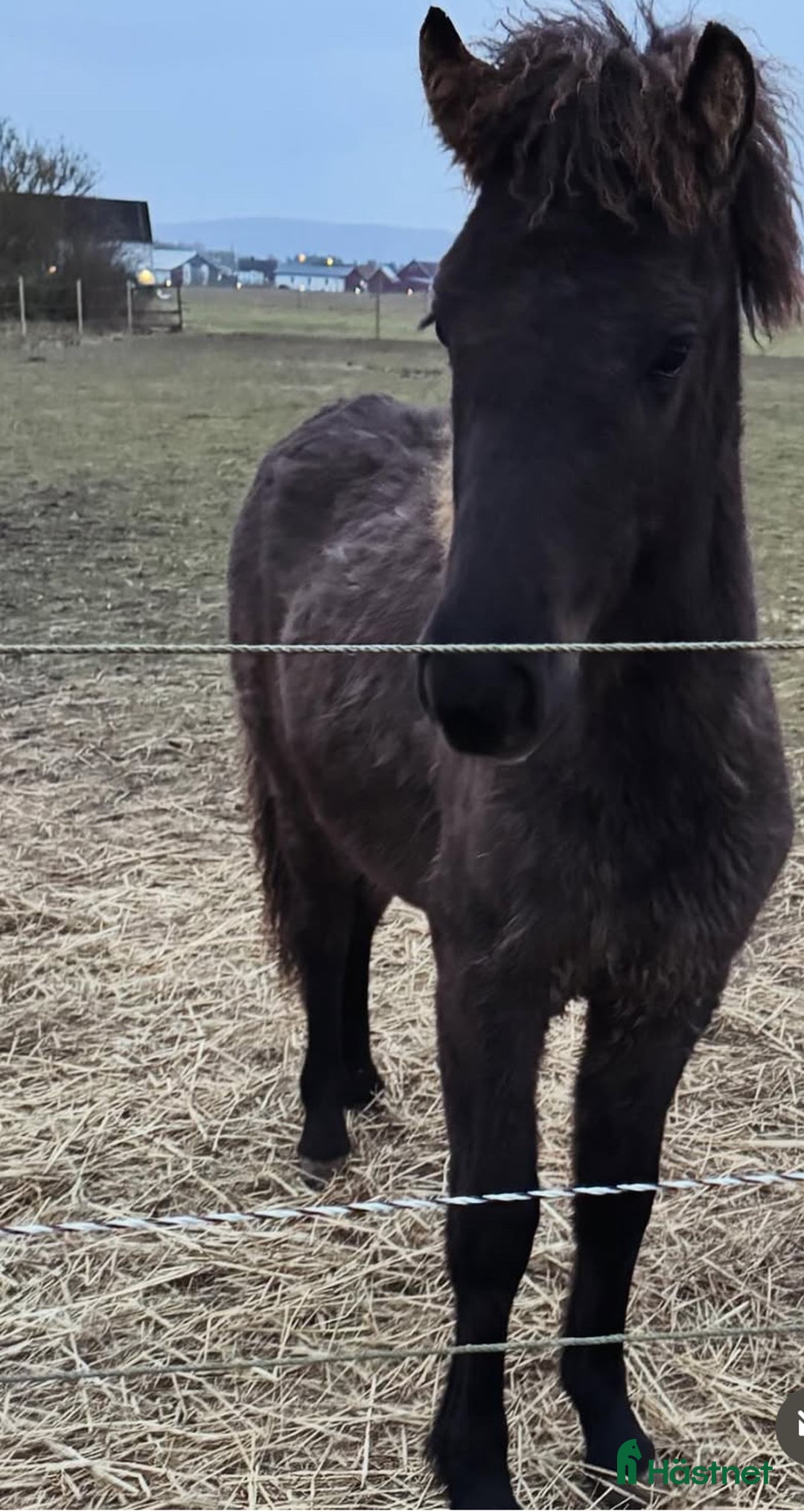 Island hästar till salu: Teitur från Rönnehill, född 2024, hingst!  i Blentarp - Annons 4