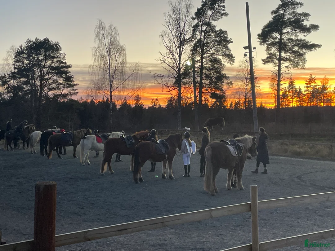  hästservice finnes: Höstlovsridläger i Bergslagen i Riddarhyttan - Annons 8