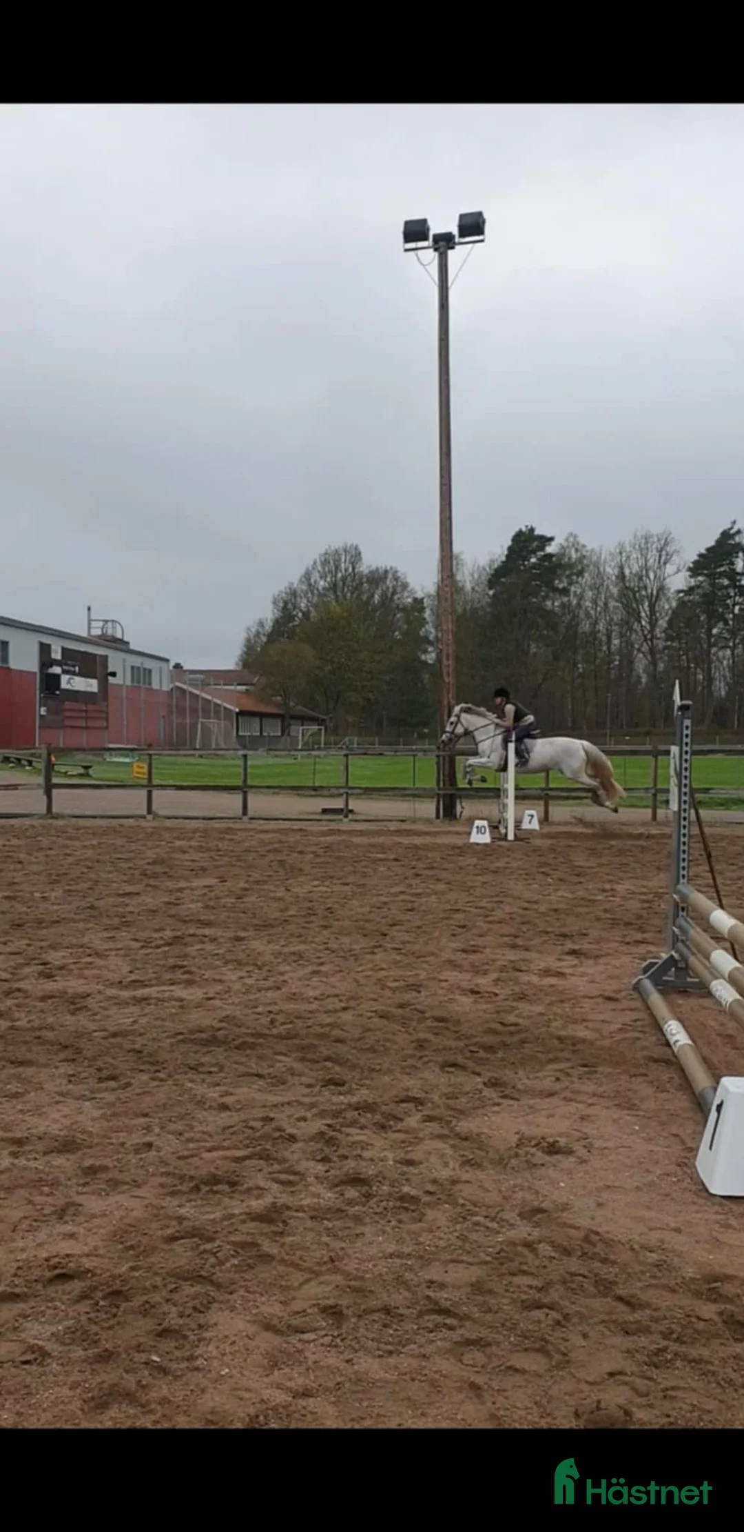 Allround hästar till salu: Trevlig allroundhäst - Annons 2