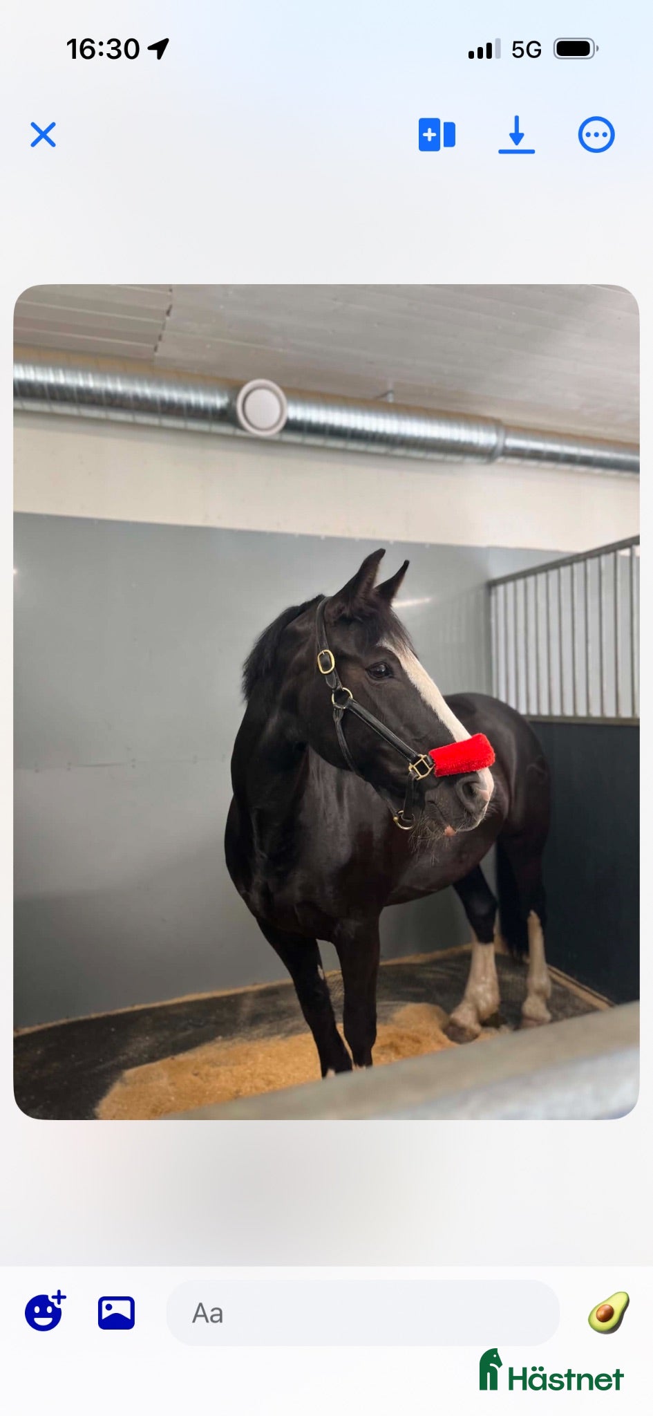 hästar Härlig ponny för lättare ridning - Annons 2