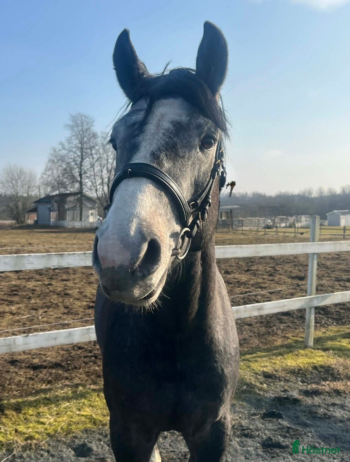  hästar 3 årig Super  trevlig hingst - Annons 2