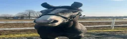 Allround hästar till salu: 3 årig Super  trevlig hingst - Annons 3