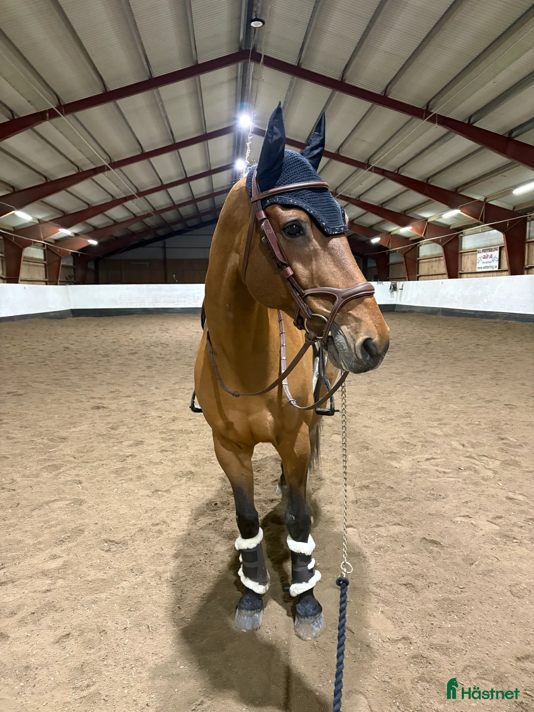 Allround hästar till salu: Lyxig hobbyhäst i Täby - Annons 1