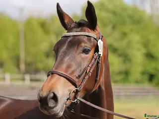 hästar Allround sto - Annons 7