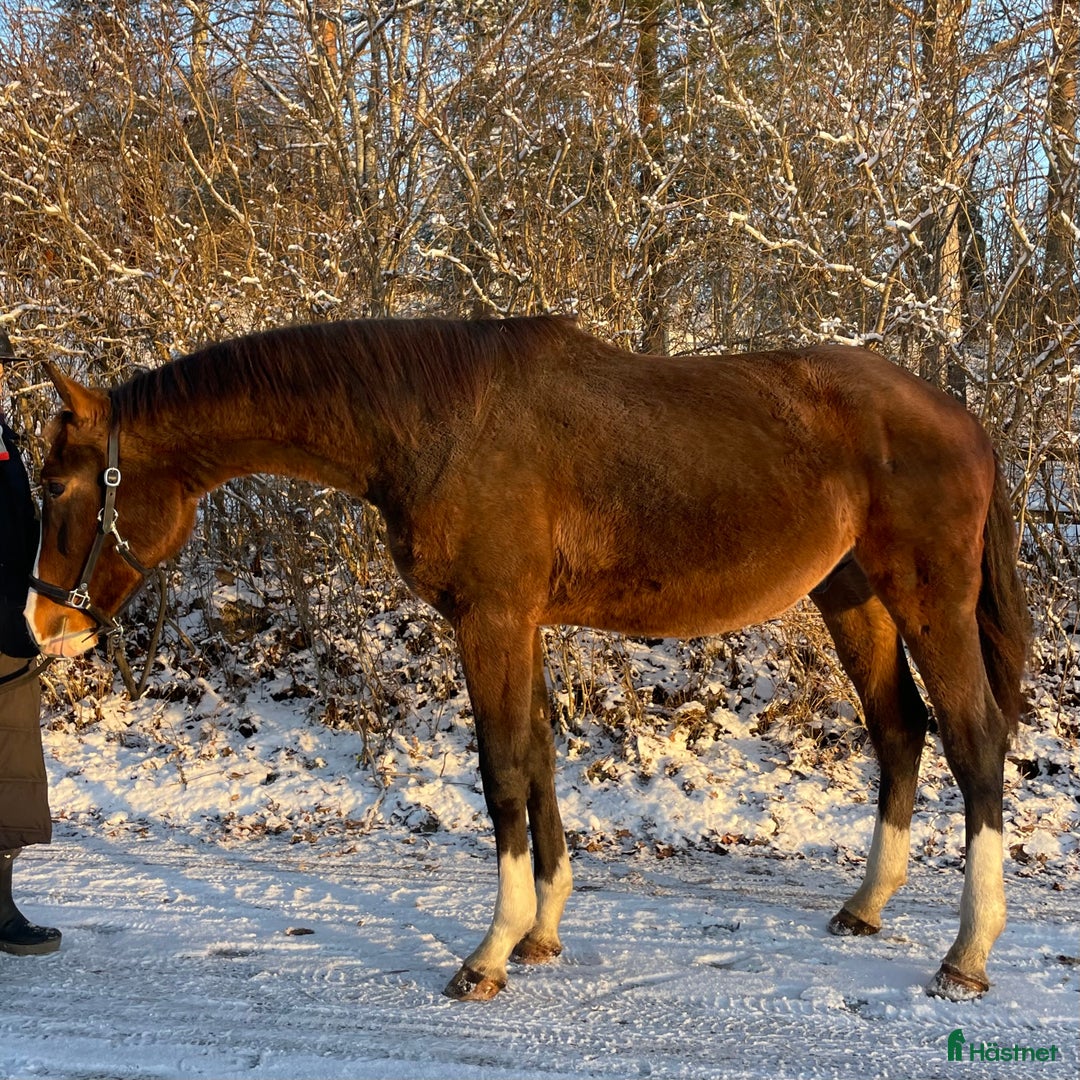 Dressyr hästar till salu: Charmig & snygg hingst -24 e. Racoon - Topaasch 🌟 i Saxdalen - Annons 2