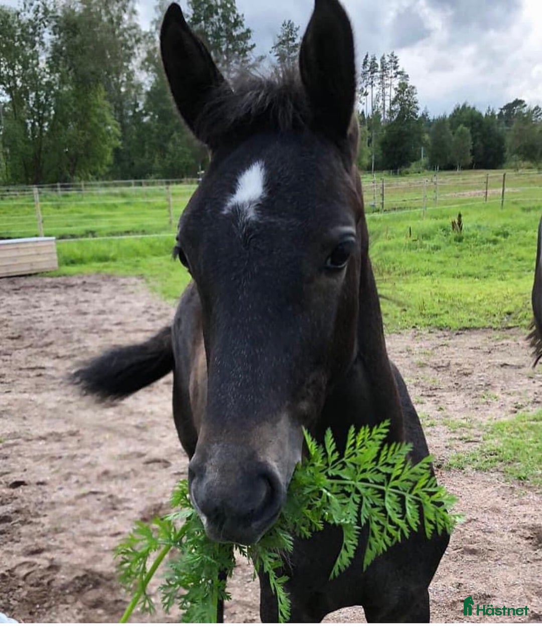 Hoppning hästar till salu: Kvalitetssto - Annons 3