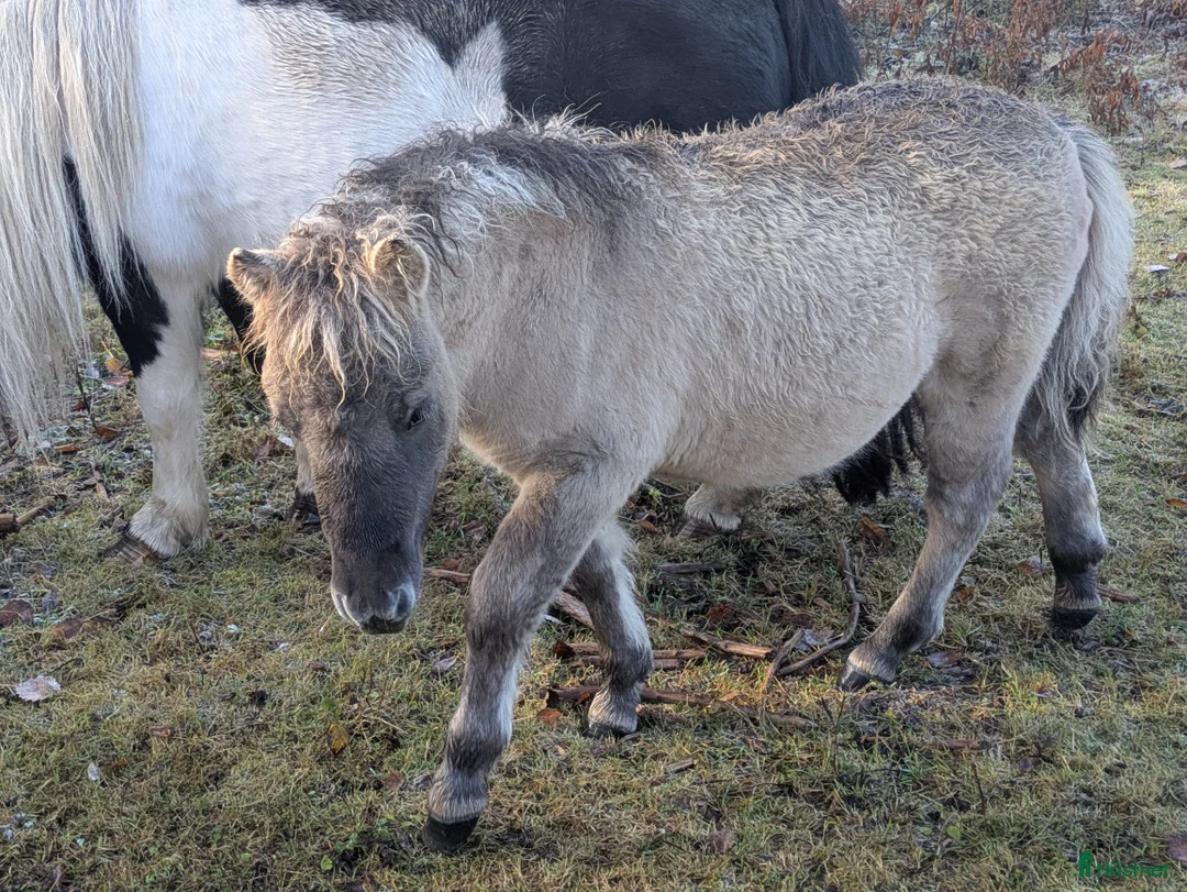 Allround hästar till salu: Härlig kille. i Edsbyn - Annons 10