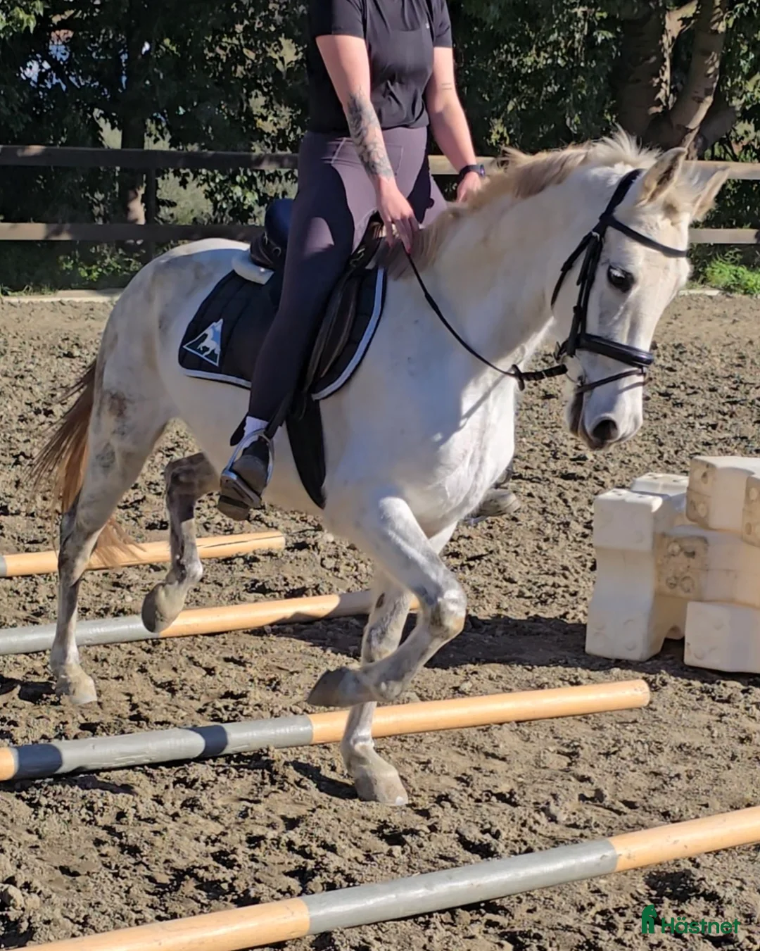 Hoppning hästar till salu: Trevliga hästar och ponnier i Spanien  - Annons 3