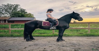 hästar i Upplands Väsby - Annons 9
