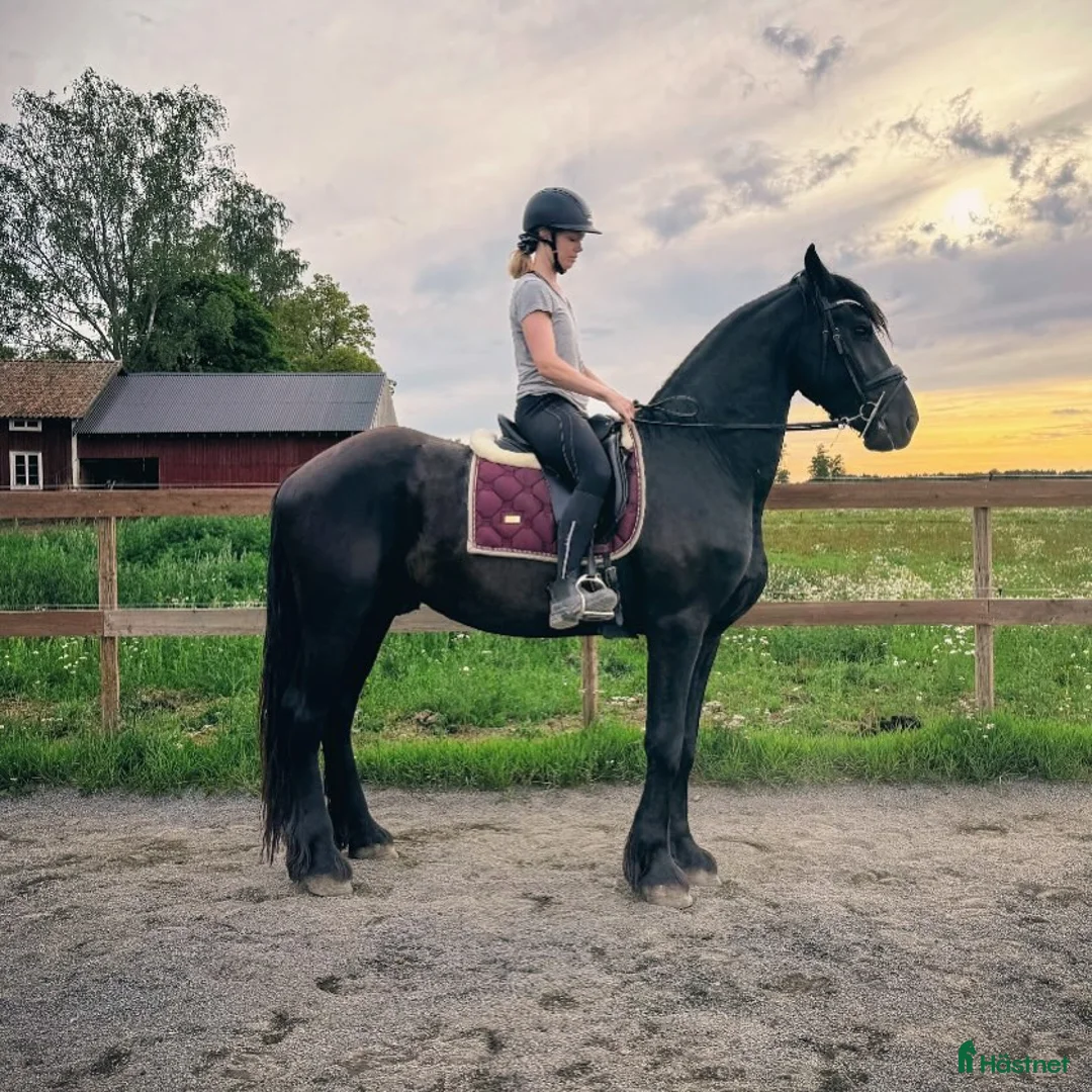 Allround hästar till salu: Sirius en lyxig drömhäst - Annons 6