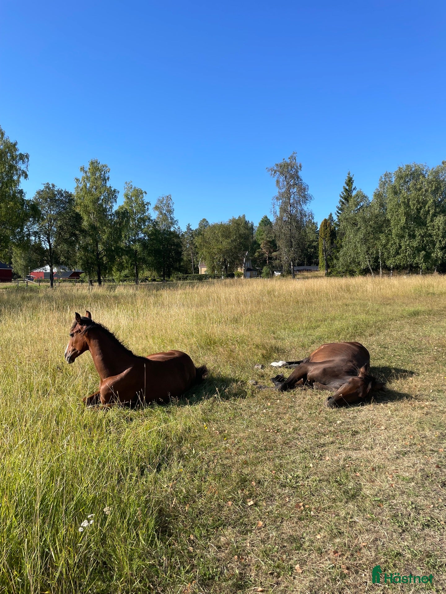  stallplats Lösdriftsplats finnes!  - Annons 4
