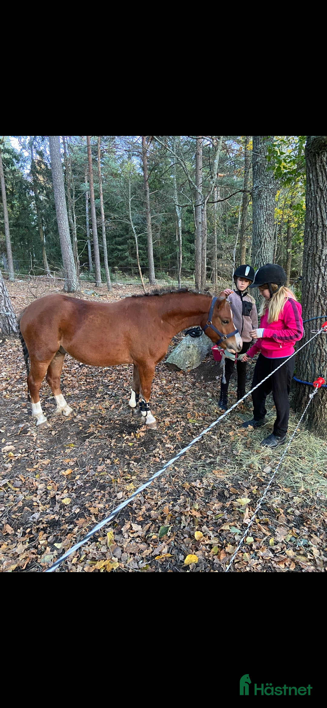 Hoppning hästar till salu: Tävlingsponny i Strängnäs - Annons 4