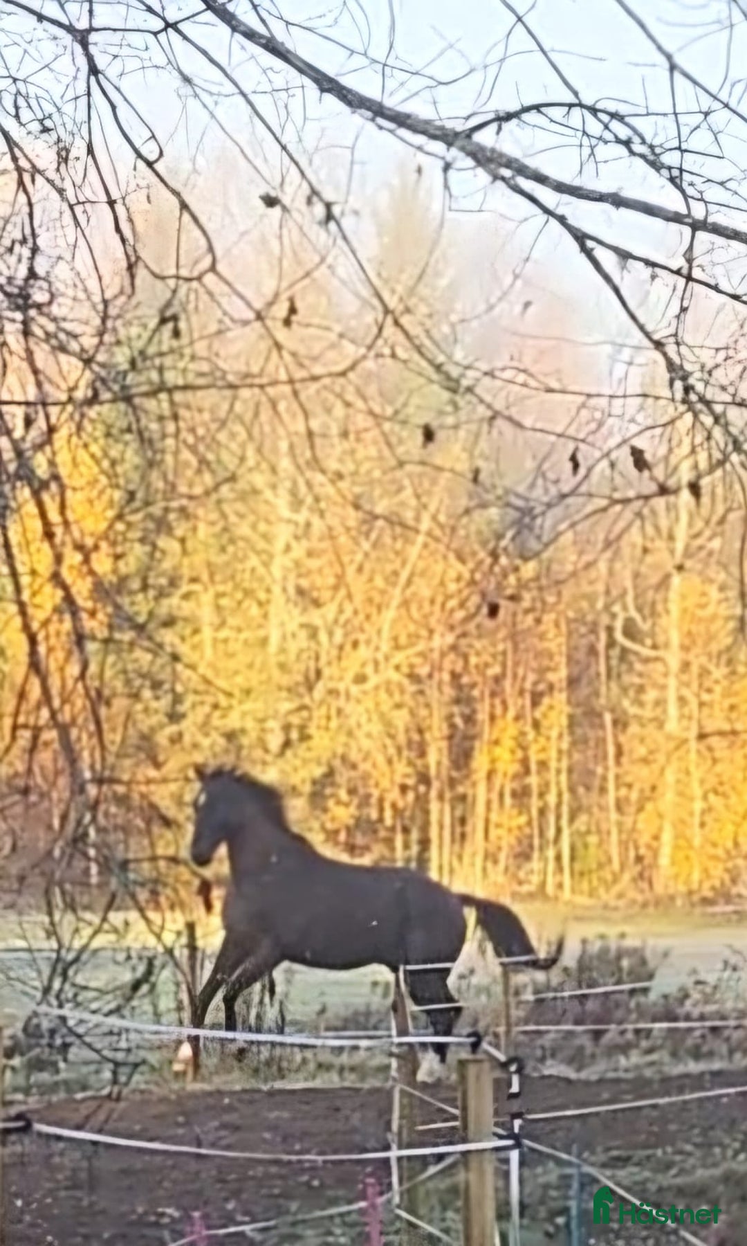 Allround hästar till salu: Max söker ett nytt hem i Munkfors - Annons 7