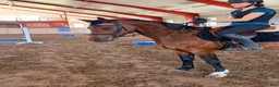 Allround hästar till salu: Connemara valack 🐴 - Annons 3