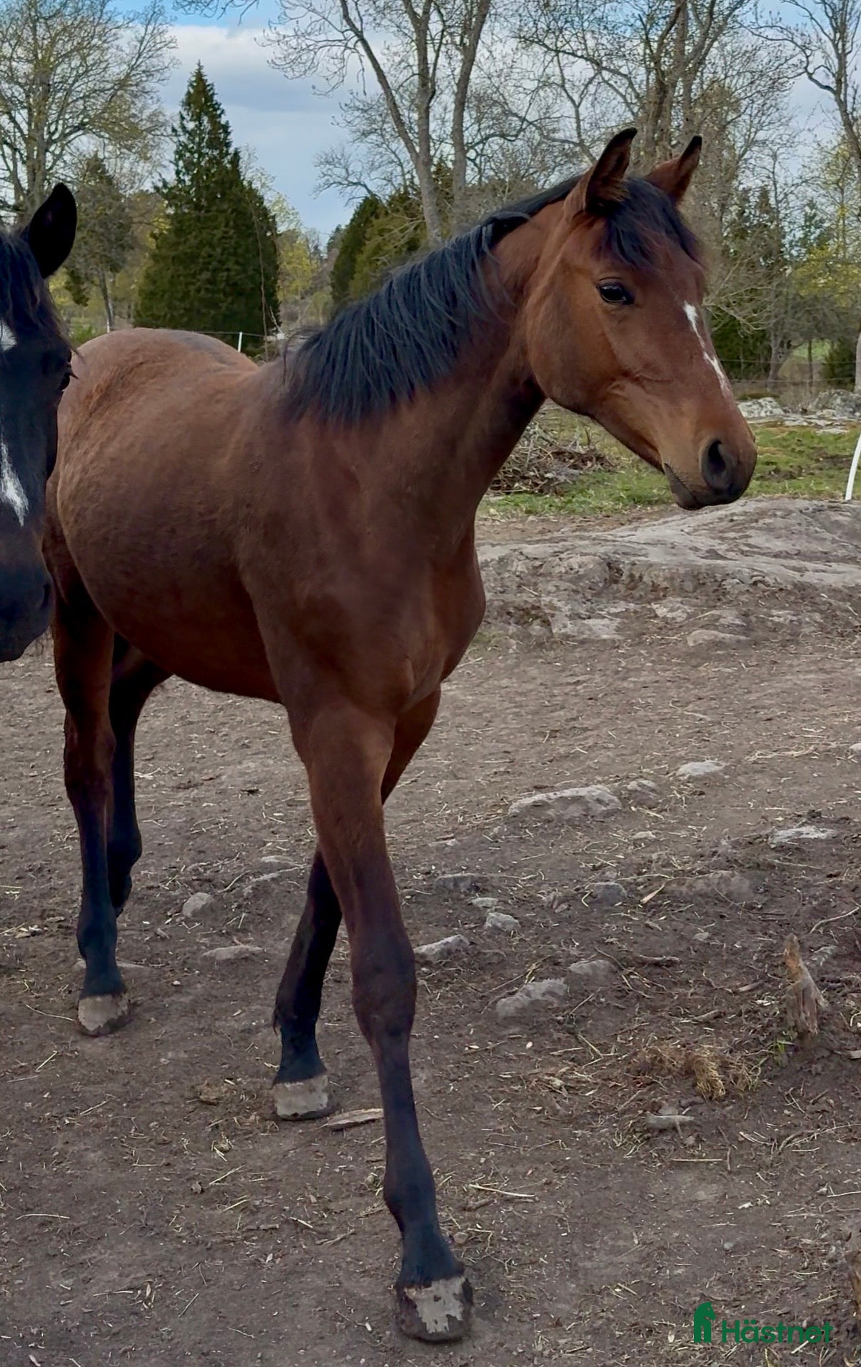  hästar Tuff toppstammad åring  - Annons 1