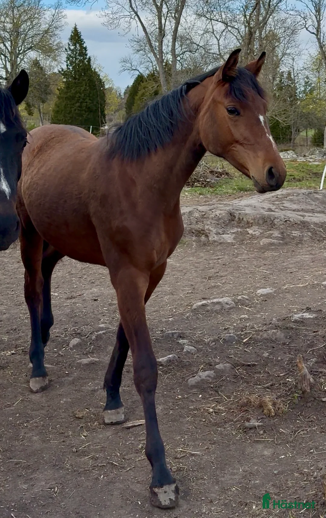 Hoppning hästar till salu: Tuff toppstammad åring  - Annons 1