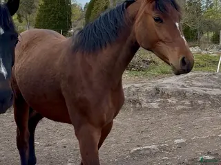 hästar Tuff toppstammad åring - Annons 5