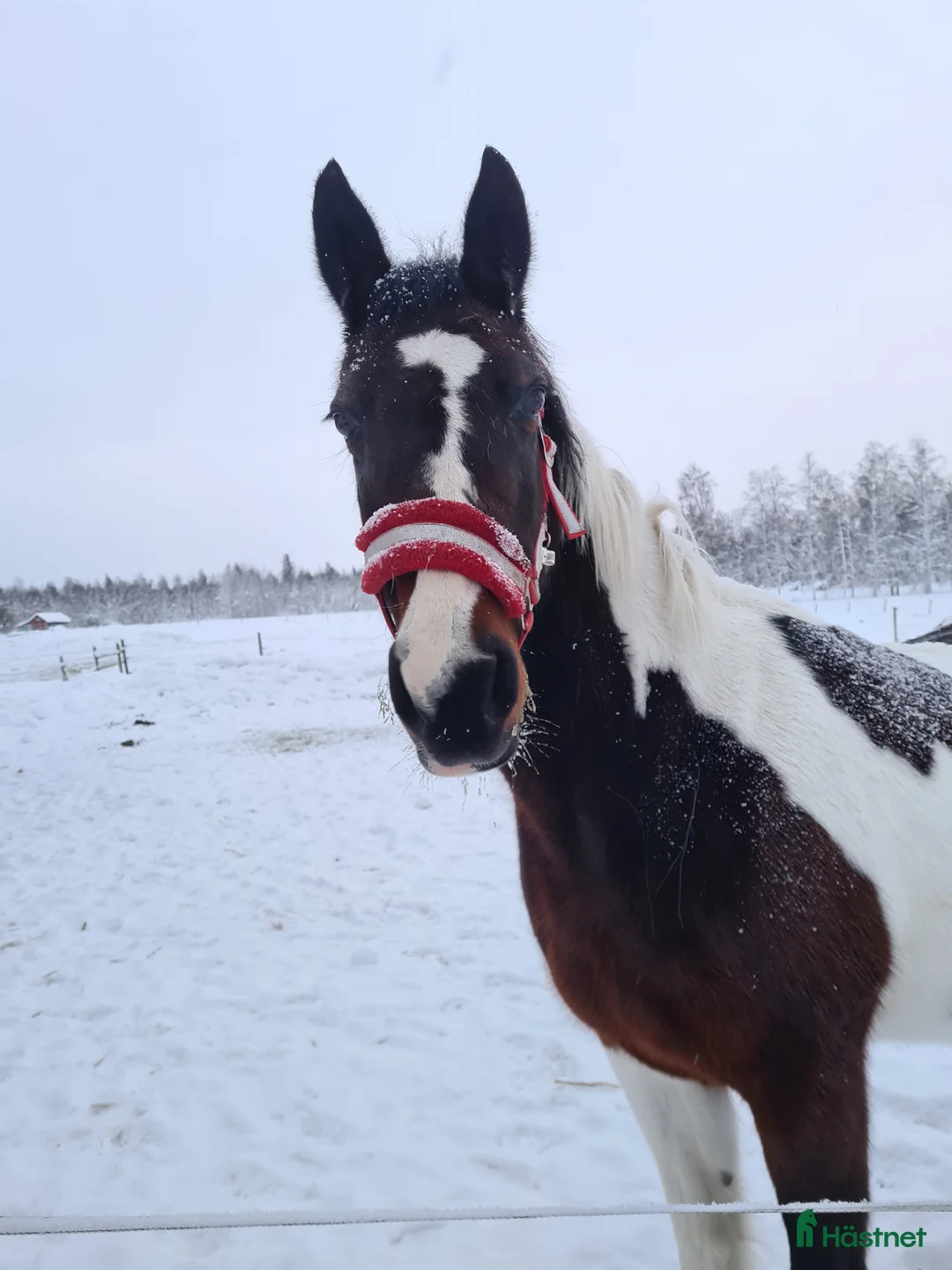 Sällskap hästar till salu: Sällskapsponny/projekt - Annons 2