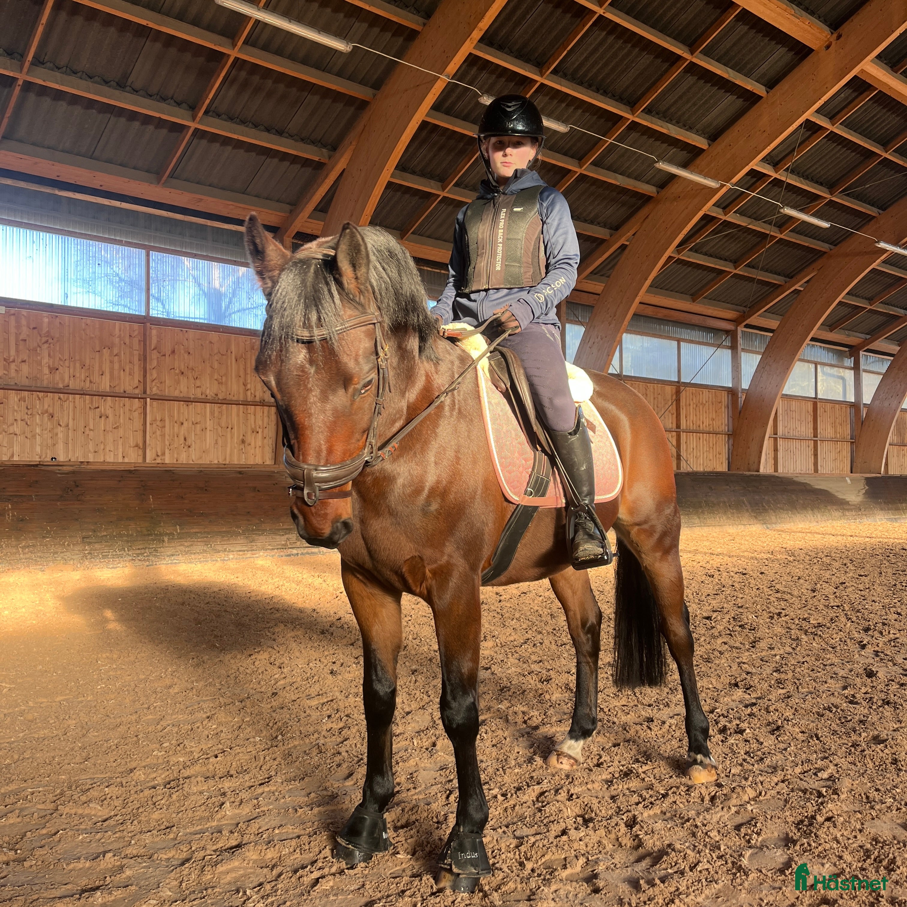  stallplats Söker stallplats  - Annons 17