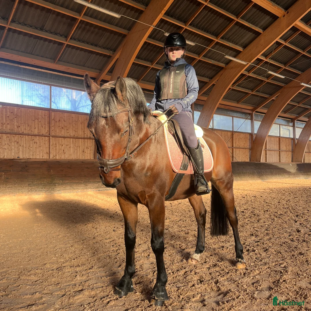  stallplats finnes: Söker stallplats  i Limhamn - Annons 1