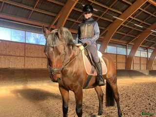 stallplats Söker stallplats - Annons 17