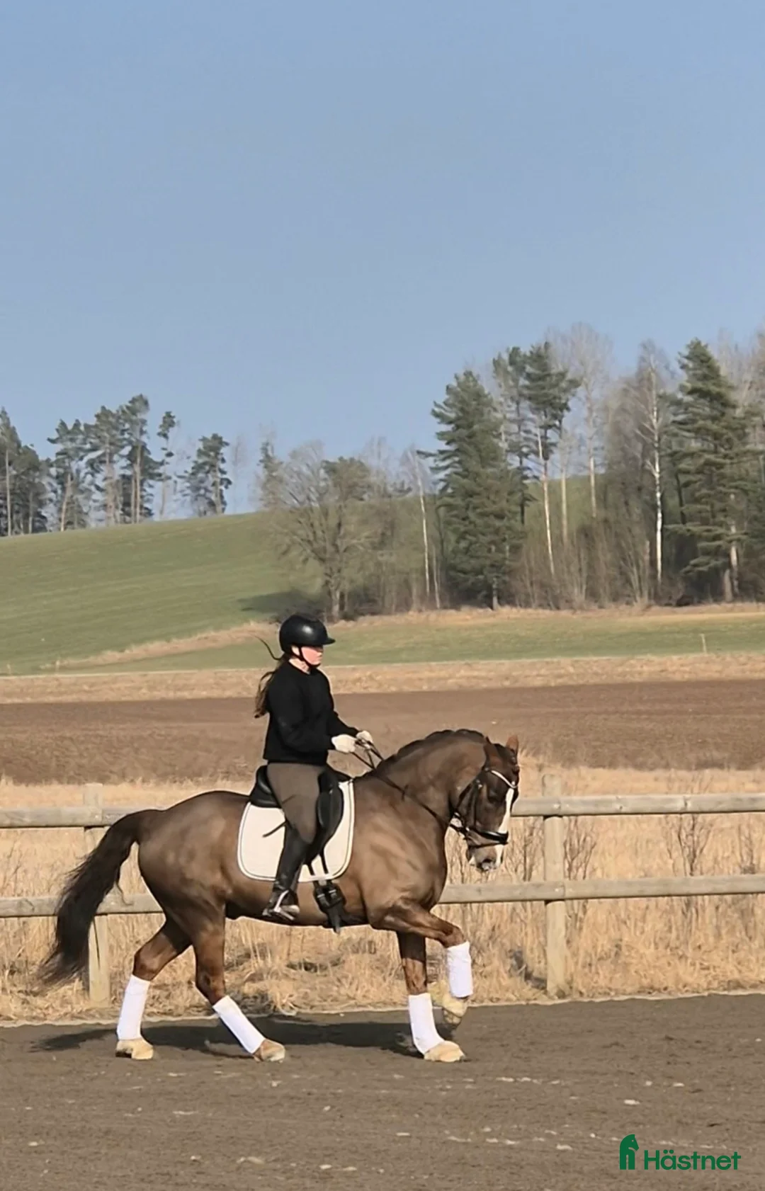 Dressyr hästar till salu: Dalamöllans Red Love - Annons 1